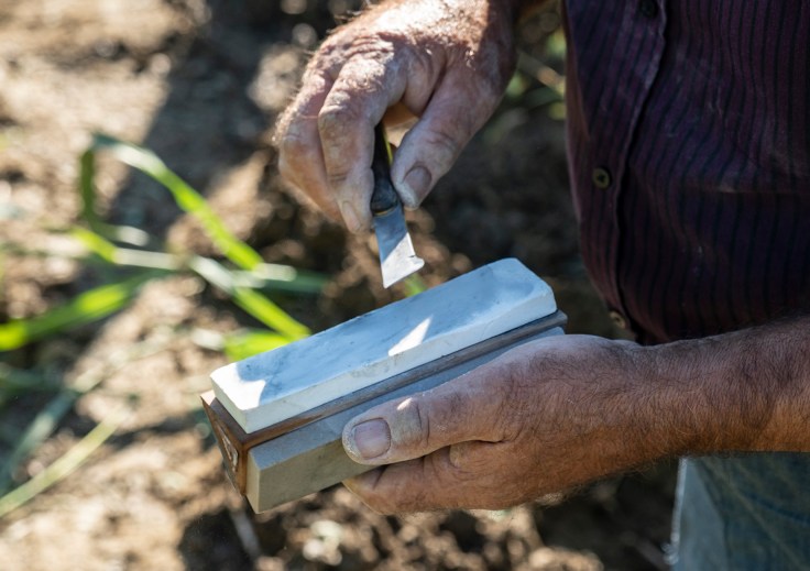 Gravner-Dedno-innesti_DSC3978